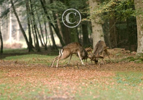 Fallow Deer Bucks Fighting DM0130